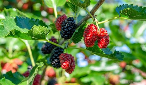 where to buy mulberries.